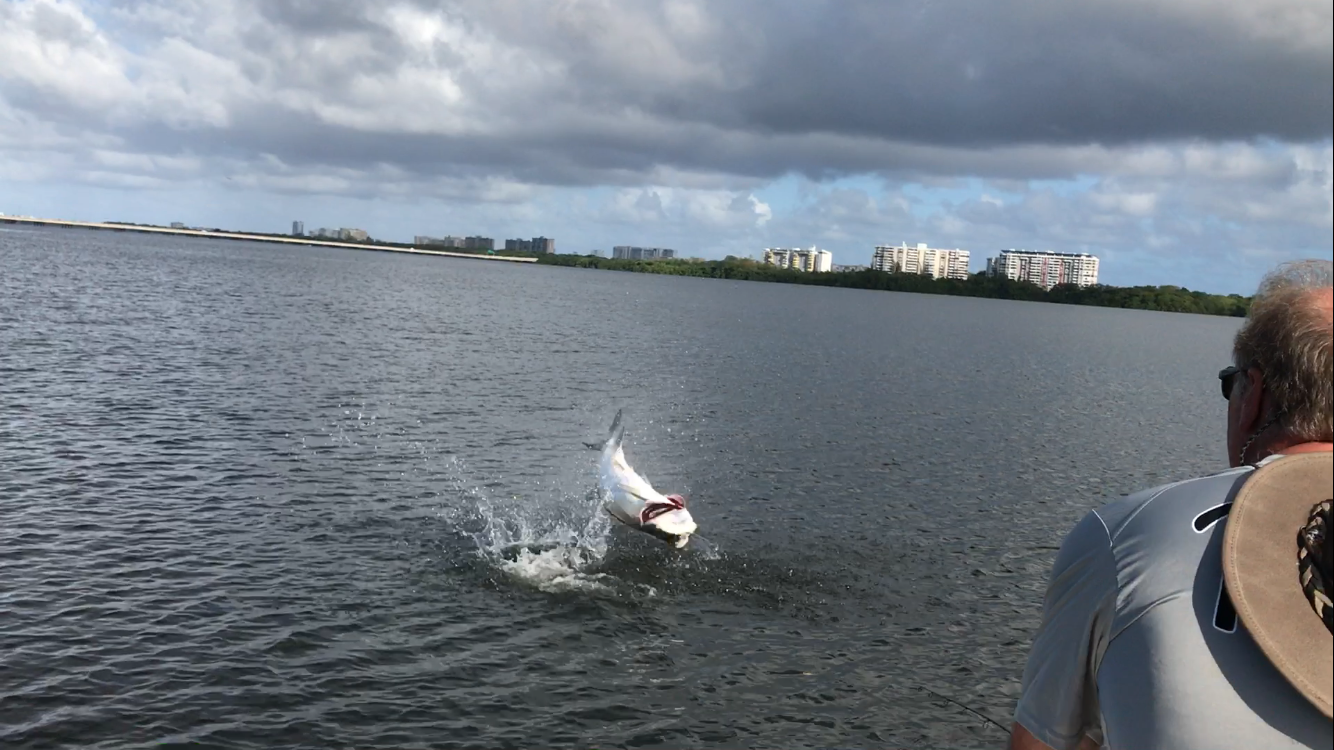 Tarpon thrashing in water